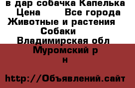 в дар собачка Капелька › Цена ­ 1 - Все города Животные и растения » Собаки   . Владимирская обл.,Муромский р-н